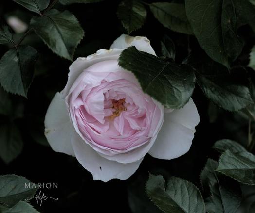 Eine voll aufgeblühte, zartrosa farbene Rose die direkt in die Kamera "blickt" drumherum das sehr dunkelgrüne Blattwerk das der Rose einen natürlichen Rahmen gibt.
AI disclaimer: Using my work, its meta , written or derived description to create media with or train AI based systems is prohibited.