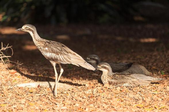 Three Bush Stone-Curlews in the morning sun in a garden under some large fig trees. 
One (left) is standing on its tall legs, while the other two are resting on the ground amongst the leaves.