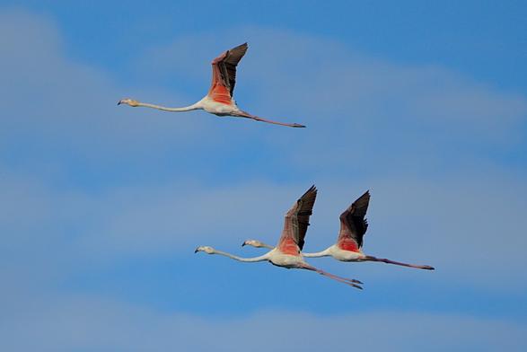 Three juvenile flamingos flying in a slightly cloudy blue sky.