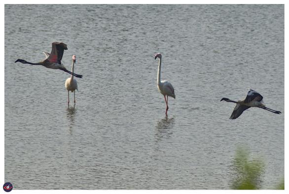 two large white birds in the water (flamingos) while 2 large flamingos fly across them, they are greyer in color, but the underside of the wing shows pink and edge of their wings are black.