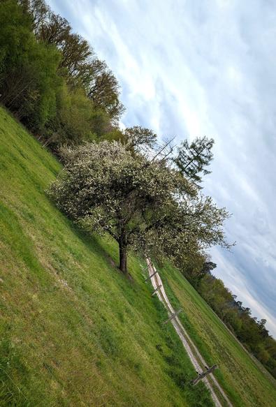 Ein Baum liegt noch blühend auf einer Wiese. Das Photo ist aber so schräg aufgenommen, dass der Baum gerade steht, und die Wiese schief ist.