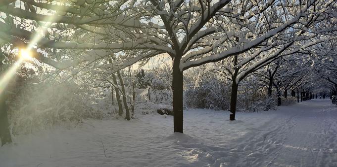A slightly trampled snowy path through a tunnel of dormant snow-laden sakura trees leads into the distance on the right, the sun bursts through a gap in the branches on the left