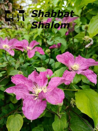 Purplish-pink clematis with text "Shabbat shalom"