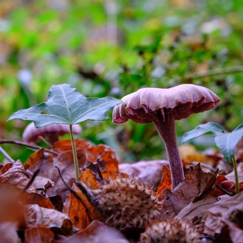 Mushroom and newborntree growing together in autmn