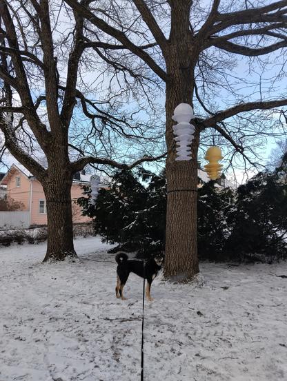 Koira seisoo Borgströmin puistossa Vanhassa porvoossa kahden suuren puun edessä, joiden oksiin on ripustettu eri värisiä häkkyröitä, joille en nyt tähän hätään keksi mitään vertauskuvaa. Niihin syttyy oletettavasti valot illalla, kun Porvoon valot-valofestari alkaa.. Maassa on lunta, päivä on poutainen.