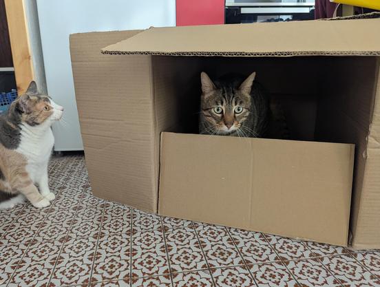 Grand carton couché au sol avec un chat dedans et un autre chat à l'extérieur qui regarde le carton