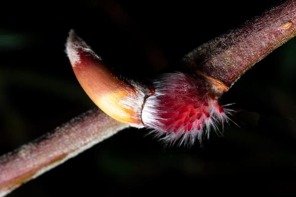 Detail of a twig. On the twig is a red fuzzy flower budding thing. (‘thing’ is a technical term) there was a hard brown carapace covering the red fluffy underneath. The carapace is half off with the fluffy just beginning to show. Did that make sense?