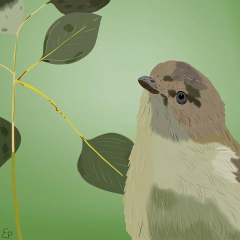 A weebill, a tiny bird with olive-green and light brown plumage, in front of a green background with eucalyptus leaves, cartoon style.