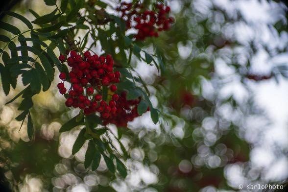 Some red berries on a tree branch.