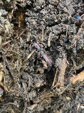 Der erste Wurm zeigt sich schon (Foto: FVA BW/Effern)