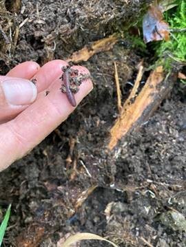 Ab in den Zählbecher! (Foto: FVA BW/Effern)