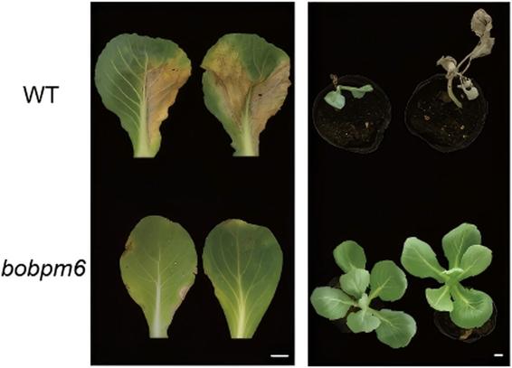Morphological images comparing disease-challenged WT and bobpm6 mutant leaves and whole seedlings.