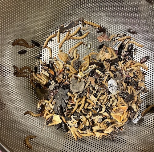 Freshly collected mealworms from my basement colony