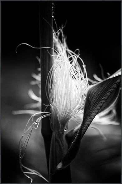 Black and white photograph of corn silk on a corn stalk growing in my garden