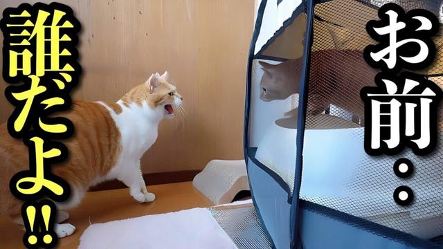 保護した子猫との初対面！先住猫の反応は‥