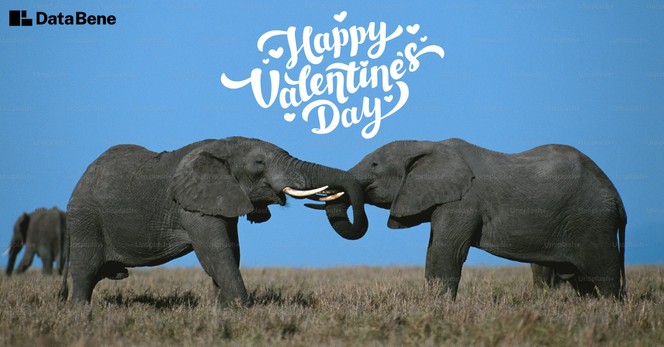 "Happy Valentine's Day" as text accompanied by hearts and the Data Bene logo is superimposed over an image of two elephants holding trunks