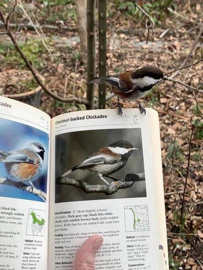 Chestnut-backed chickadee perched on a bird book opened to the Chestnut-backed chickadee page. (Not my photo, but alas I don't know who to credit 🤔)
Update, apparently the photographer is 
 https://www.tumblr.com/5-and-a-half-acres/708992000487227392/this-needs-a-caption
