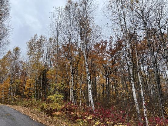 A forest of birch trees with white trunks stands among vibrant autumn foliage in shades of gold, orange, and red along a quiet road.