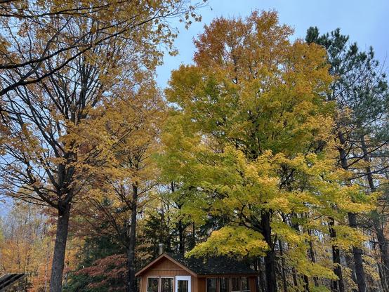 A small wooden cabin sits beneath tall trees with vibrant autumn leaves in shades of yellow, orange, and green against a soft blue sky.