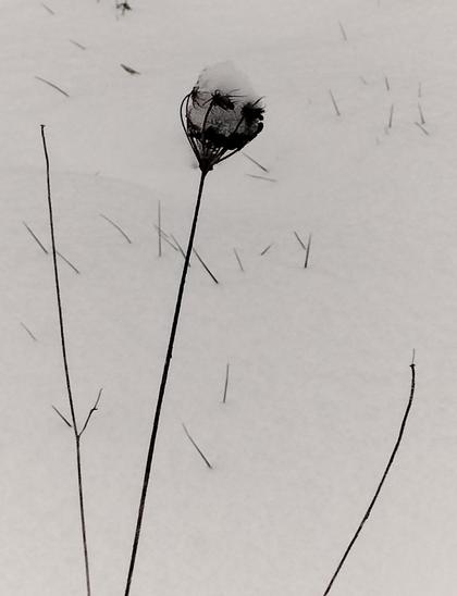There is a plant in the snow with a very long stem and what seems to be a crown of thistles. The crown has trapped some snow in it, making a ball shape. Some of the thistles are peeking through, making the ball of snow look like a skull.