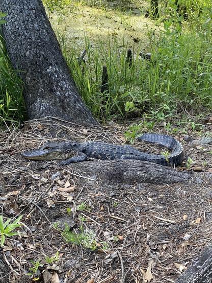 Alligator in Barataria Preserve 
Jefferson Parish 
south of New Orleans