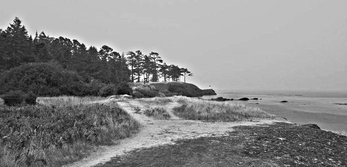 A grayscale, monochromatic image of a coastal landscape with dirt footpaths winding through grassy terrain. Pine trees line the rocky cliff on the left, and the calm sea is visible on the right under a hazy sky.