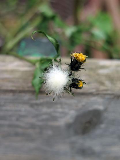Nahaufnahme dreier Blüten einer Gemüse-Gänsedistel. Alle Blüten sind verblüht, zwei Blüten sind noch gelb gefärbt, eine hat sich bereits weiß gefärbt. Im Hintergrund ist ein verwittertes, graues Brett unscharf zu erkennen.