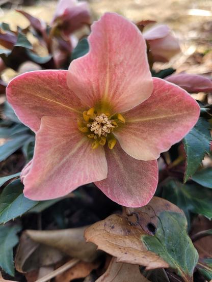 A beautiful hellbore flower with 5 petals of varying hues of pink with yellow in the center and on the midrib of the petal. Green and brown leaves surround the flower.