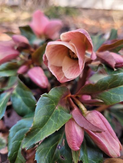 A hellbore flower in the process of blooming. More flower buds surround the flower opening and in the background.
