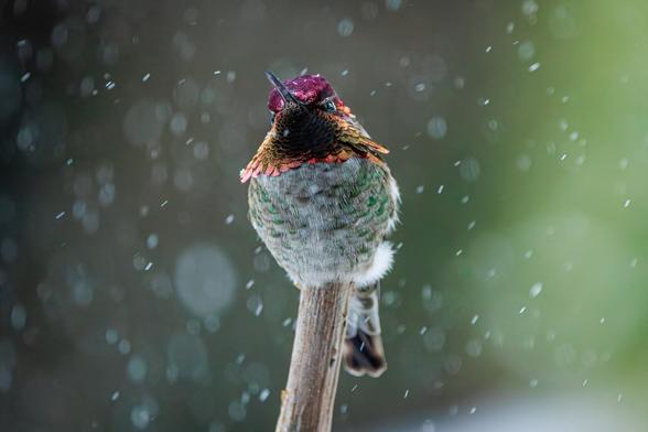 A photo of a male Anna's hummingbird perched on the end of a bare brown branch with snowflakes swirling around it blurrily, its iridescent red and green head feathers flared out a bit at the throat and very shiny.