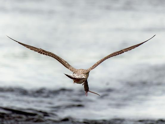 El gavià argentat de potes grogues (Larus michahellis) és el més gran que podem veure a la Mediterrània, fins a 1,30 metres d'envergadura. Els hem vist caçar cries de ànec, de fotja, crancs, coloms... Aquest exemplar juvenil, però, va preferir endur-se volant una rata. 
Imatge amb un gavià jove volant damunt l'aigua amb una rata a les potes.