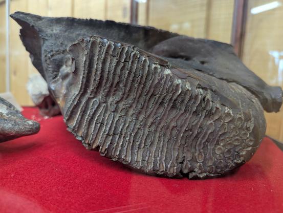 Mammoth molar