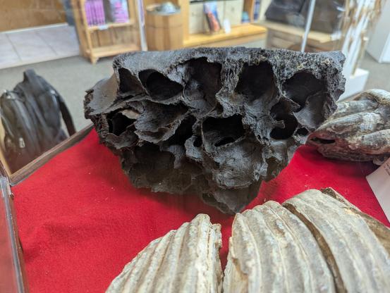 Mammoth molar