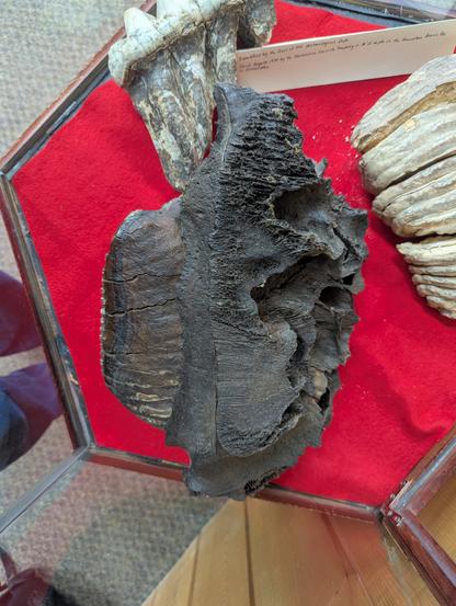 Mammoth molar
