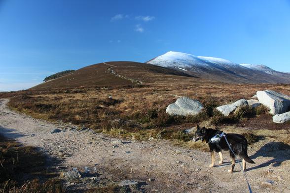 A gravel path up through a heathery hillside. Higher up is a rounded summit, then behind that a pointy summit, the top of the hill is white with snow. There are a few rocks in the foreground, with Moray the dog in front of them. Blue sky.