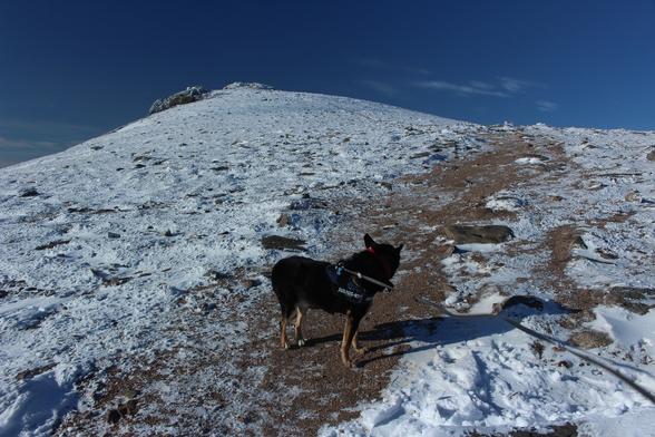 Heading towards a pointy summit with a small rocky outcrop, the ground is mostly white with snow & rocks showing through. But there is a gravel path up which is mostly clear of snow. Moray the dog is stood on the path. Blue sky.