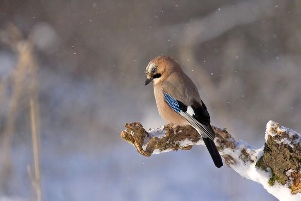 Ein Eichelhäher sitzt auf einem knorrigen verschneiten Ast und scheint etwas zu beobachten. Quelle: pixabay