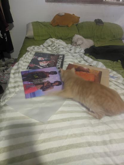 3 vinilos sobre una cama con un gato naranja oliendo. Los vinilos son, arriba My chemical romance: three cheers for sweet revenge. Abajo a la izquierda MGMT: Oracular Spectacular y abajo a la izquierda Blur: 13