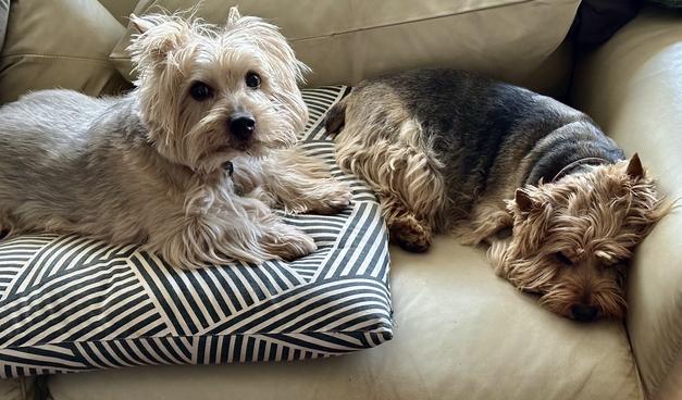 Two Norwich Terriers on a sofa, one is watching over the other while also looking at the camera.