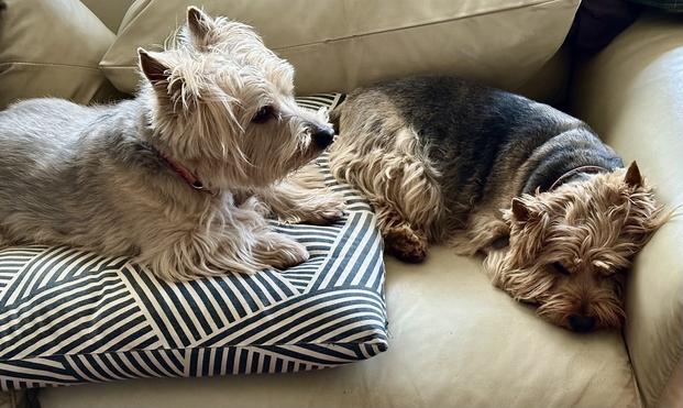 Two Norwich Terriers on a sofa, one is watching over the other.