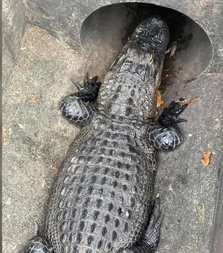photo - alligator going into the stormwater system