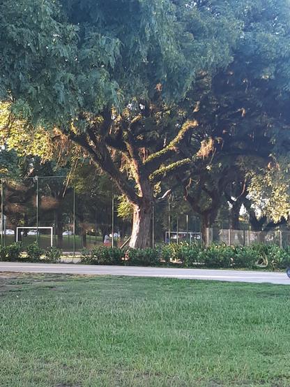 Árvore iluminada pelo pôr do sol da Orla do Guaíba, em Porto Alegre.