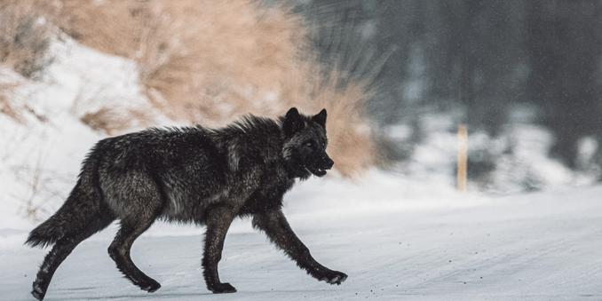 photo - wolf crossing a road
