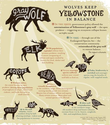 schematic - trophic cascade with wolves in Yellowstone National Park