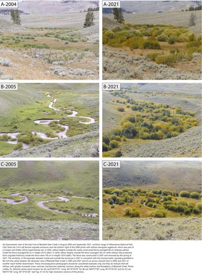 photos - (A) Downstream view of the East Fork of Blacktail Deer Creek in August 2004 and September 2021, northern range of Yellowstone National Park, USA. Note the 2.4 m tall fenced ungulate exclosure near the bottom right of the 2004 photo with willows alongside sagebrush, which was part of a Cooper and Hobbs (2023) experimental site. In 2002, willow heights outside the newly constructed fence averaged 68 cm whereas willows inside the fence averaged 85 cm in height (25 % taller). In 2020, willow heights outside the fence averaged 165 cm while willows fully protected from ungulate herbivory inside the fence were 195 cm in height (18 % taller). The fence was constructed in 2001 and removed by the spring of 2021. The similarity, in this example, between inside and outside the exclosure in 2021 is consistent with the strong trophic cascade quantified in the full time-series dataset. (B) Upstream view of Blacktail Deer Creek in 2005 and 2021 and (C) an across channel view in 2005 and 2021 of another reach farther downstream. These chronosequence photographs should be considered examples only, but they do indicate that tall willows, with greatly increased crown volumes, had become relatively common along the valley bottom and floodplains of Blacktail Creek.