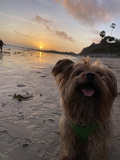 Yorkshire Terrier on Laguna Beach Southern California