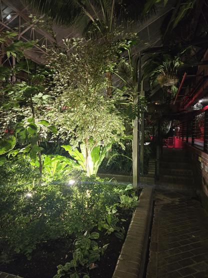 Barbican Conservatory at night.  Plants illuminated.
