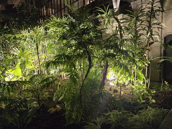 Barbican Conservatory at night.