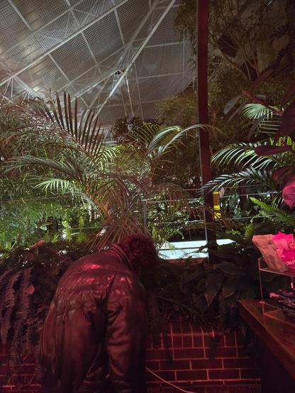 Barbican Conservatory at night.  Ferns etc.