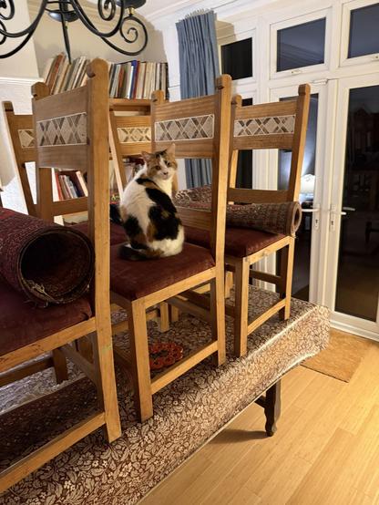 A calico cat is perched on a stack of wooden chairs, which are placed on a table covered with patterned fabric. The scene is indoors, with shelves of books in the background and a chandelier overhead.